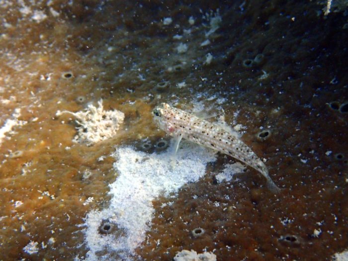 Istigobius decoratus