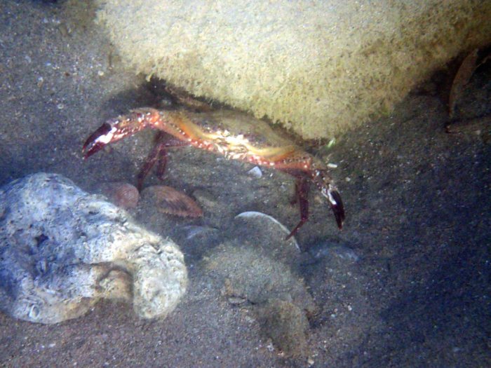 Crabe
