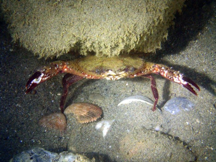 Crabe