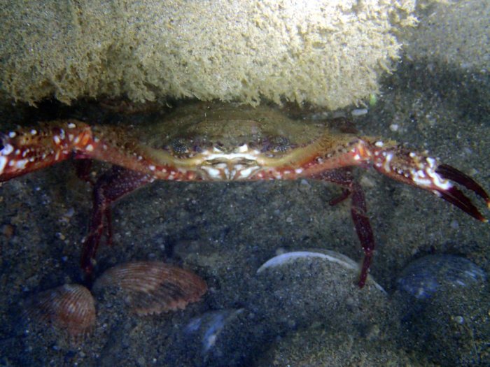 Crabe