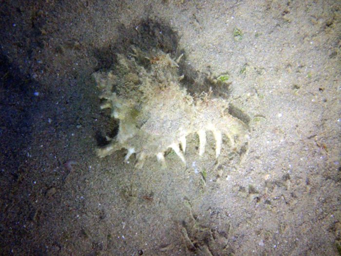 Mollusques