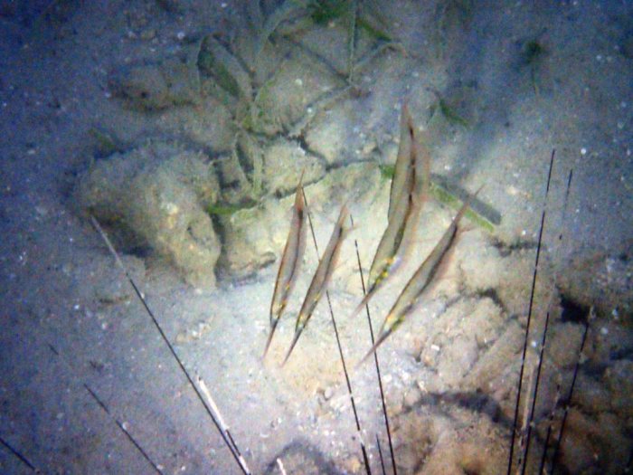 Aeoliscus strigatus
