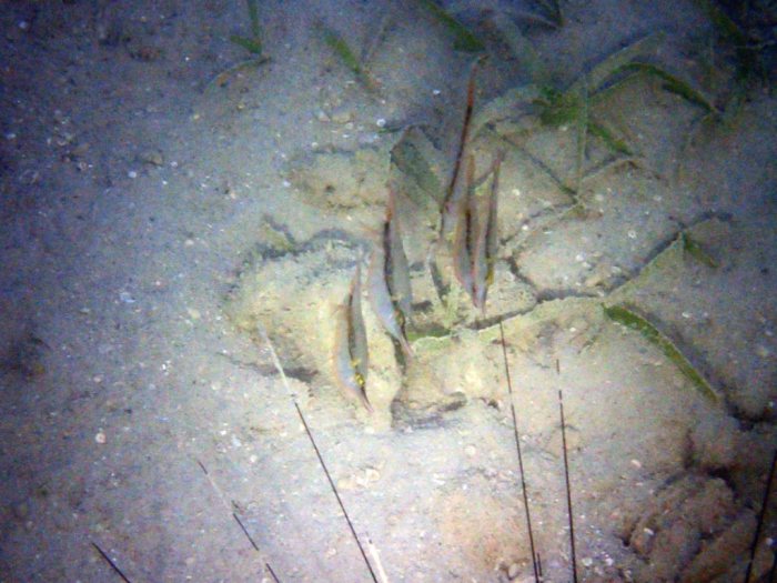 Aeoliscus strigatus