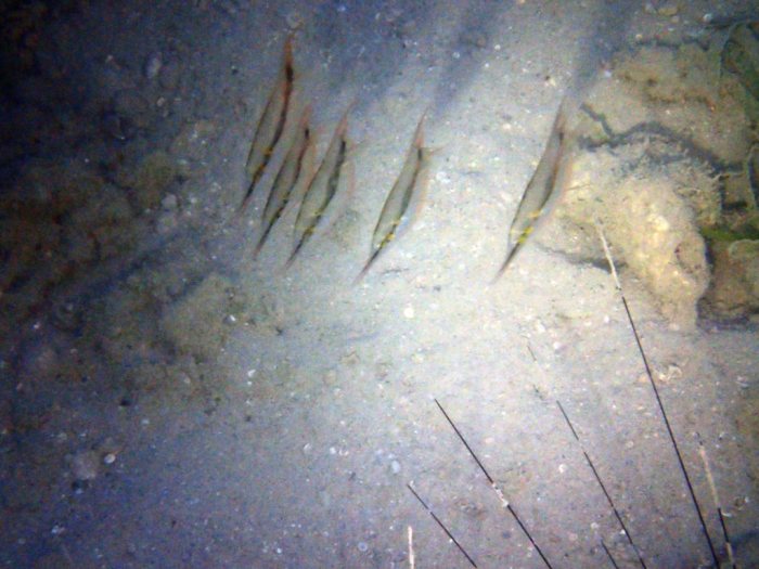 Aeoliscus strigatus