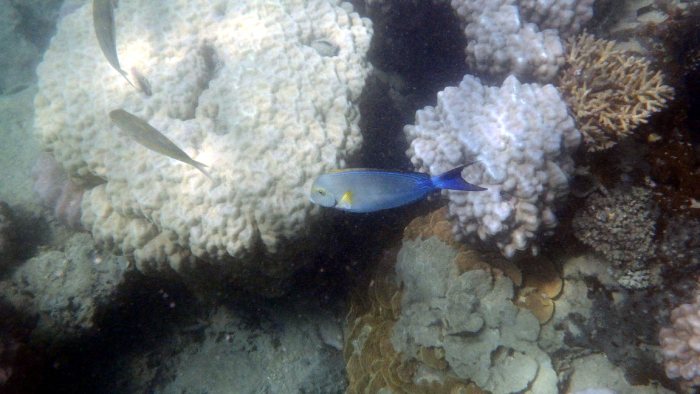 Acanthurus xanthopterus