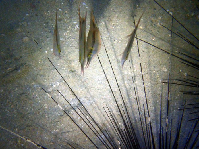 Aeoliscus strigatus