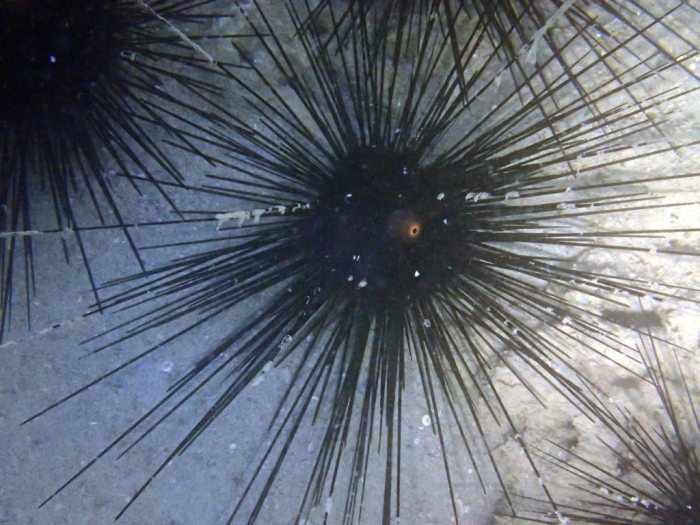 Diadema setosum