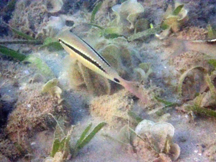 Parupeneus barberinus