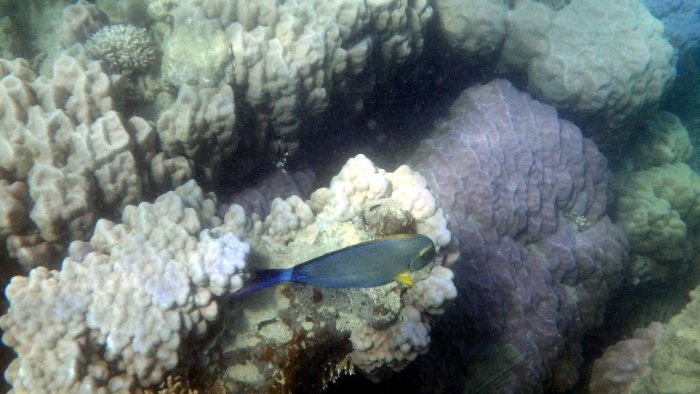 Acanthurus xanthopterus