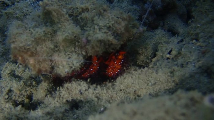 Dardanus megistos
