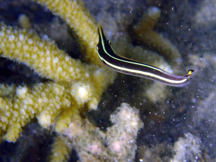 Diademichthys lineatus