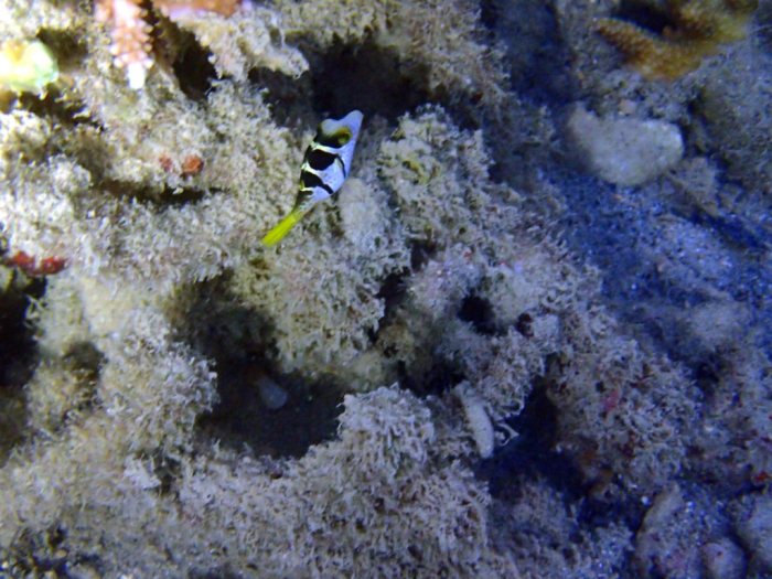 Canthigaster valentini