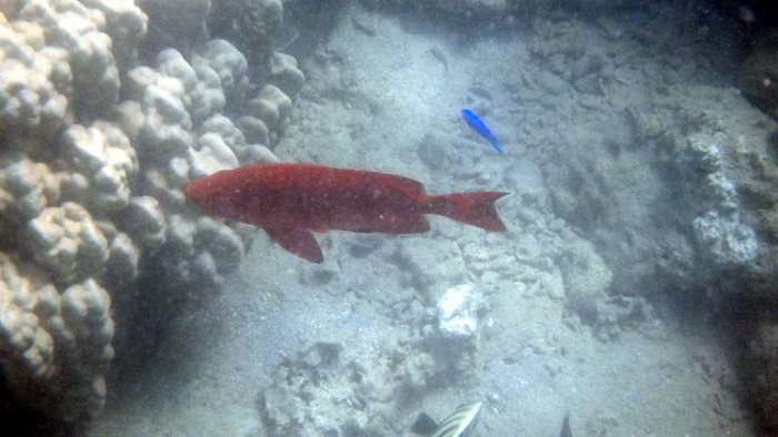 Epinephelus fasciatus