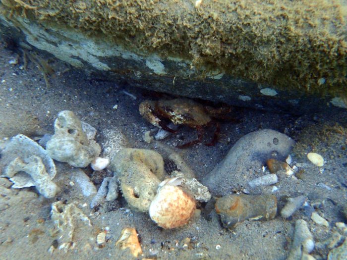 Crabe