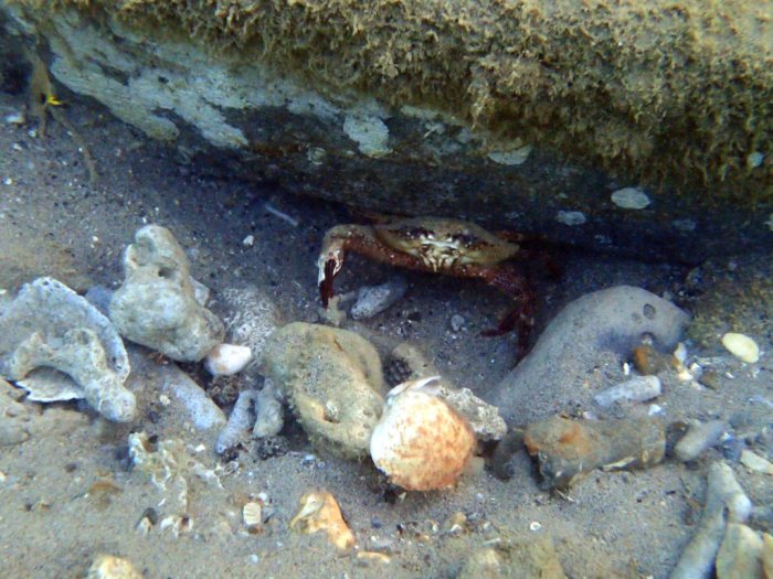 Crabe
