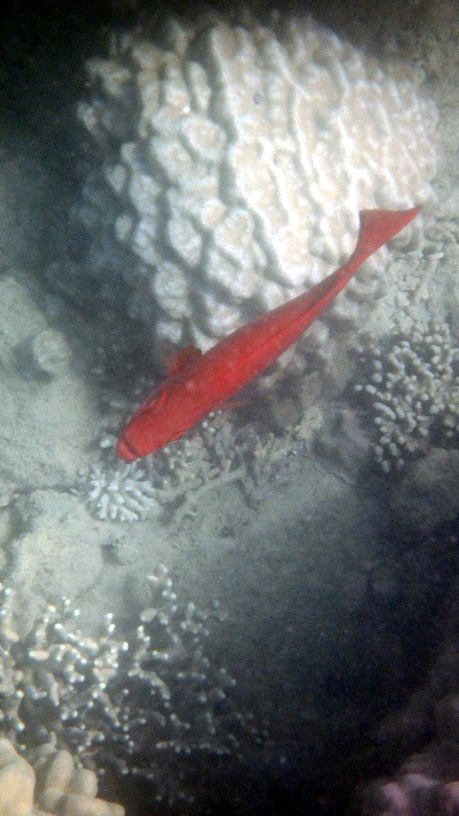 Epinephelus fasciatus