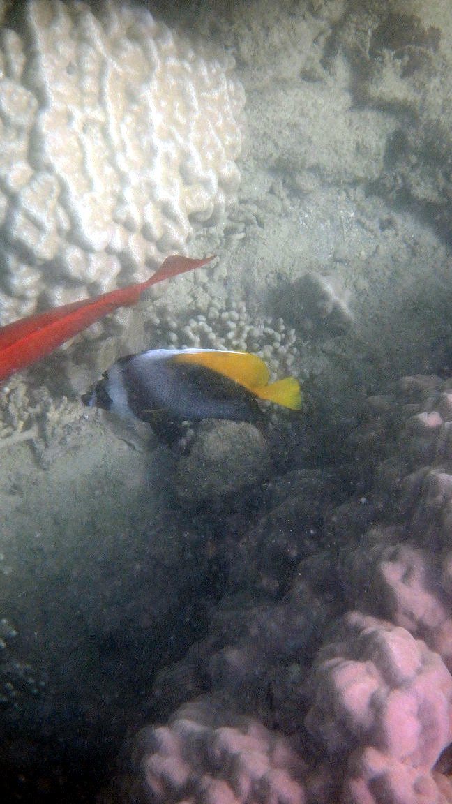 Heniochus singularius