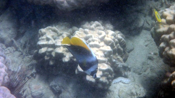 Heniochus singularius