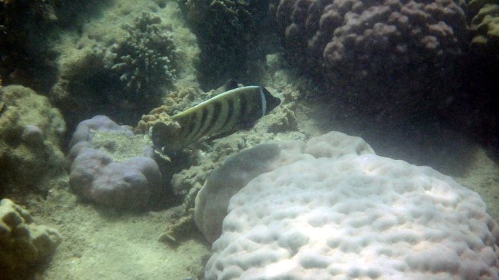 Pomacanthus sexstriatus