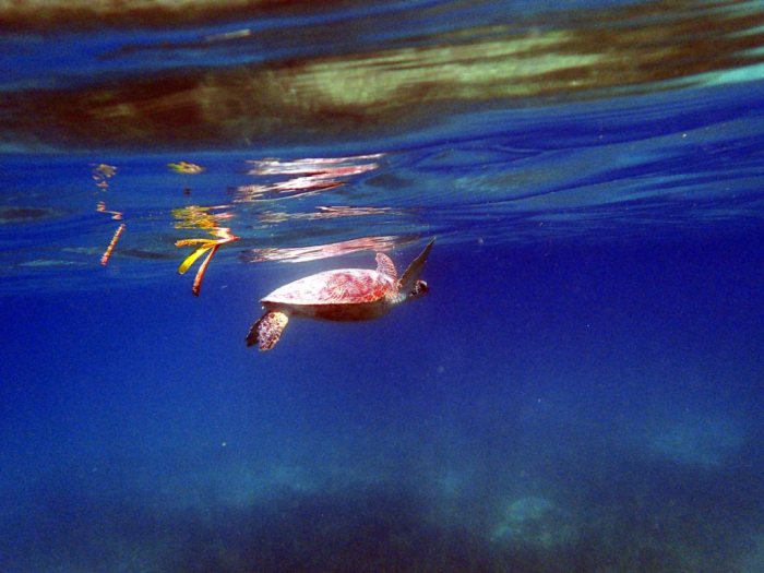 Chelonia mydas (tortue verte)