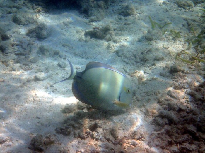 Acanthurus xanthopterus