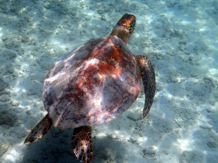 Chelonia mydas (tortue verte)