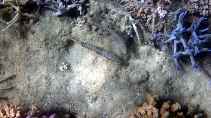 Upeneus tragula