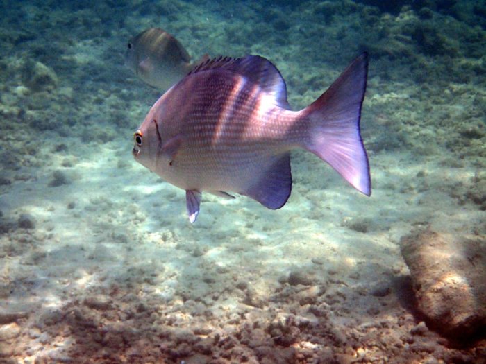 Kyphosus pacificus