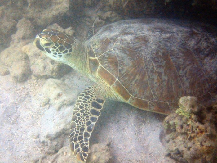 Chelonia mydas (tortue verte)