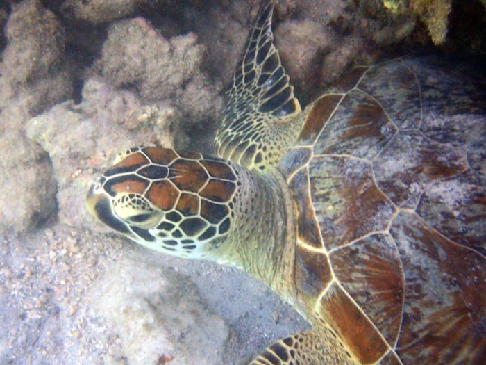 Chelonia mydas (tortue verte)