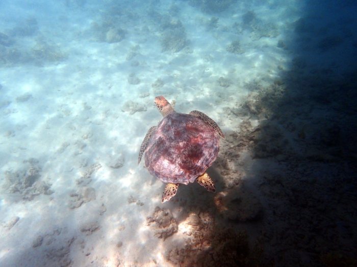Chelonia mydas (tortue verte)