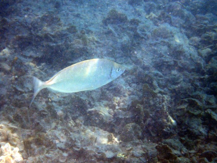 Siganus fuscescens