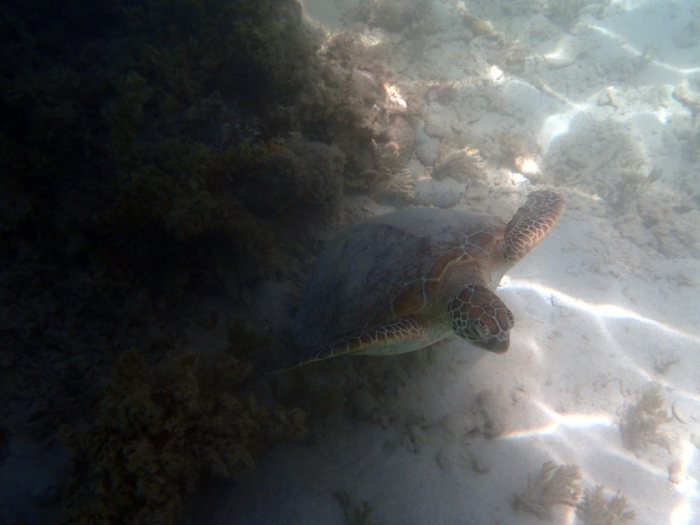 Chelonia mydas (tortue verte)