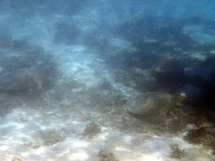 Chelonia mydas (tortue verte)