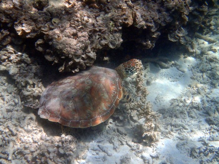 Chelonia mydas (tortue verte)