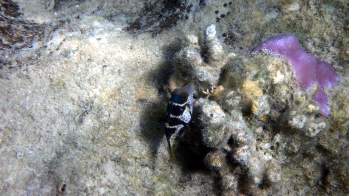 Canthigaster valentini