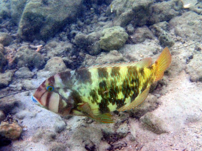 Choerodon graphicus