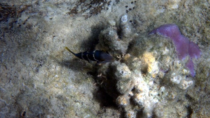 Canthigaster valentini