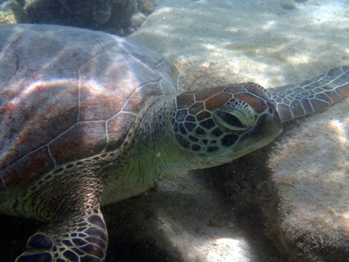Chelonia mydas (tortue verte)