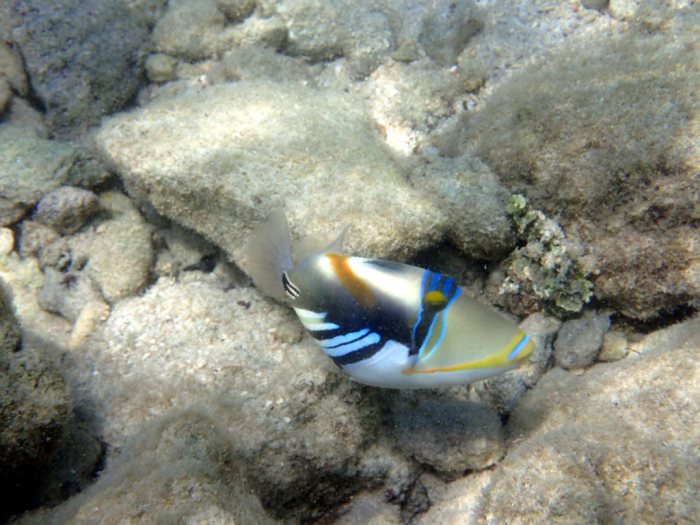 Rhinecanthus aculeatus