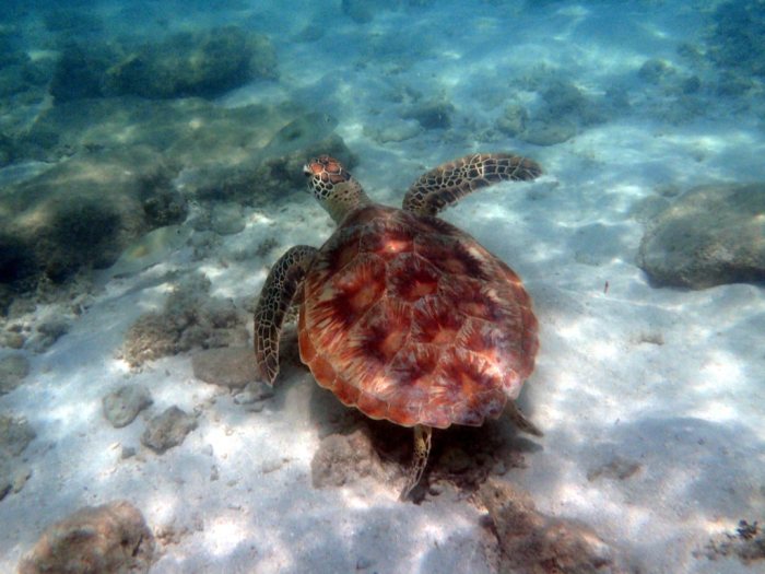 Chelonia mydas (tortue verte)