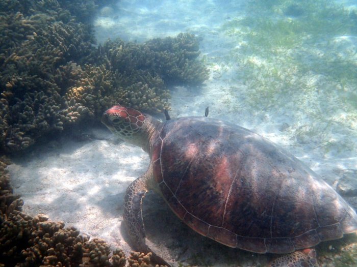 Chelonia mydas (tortue verte)