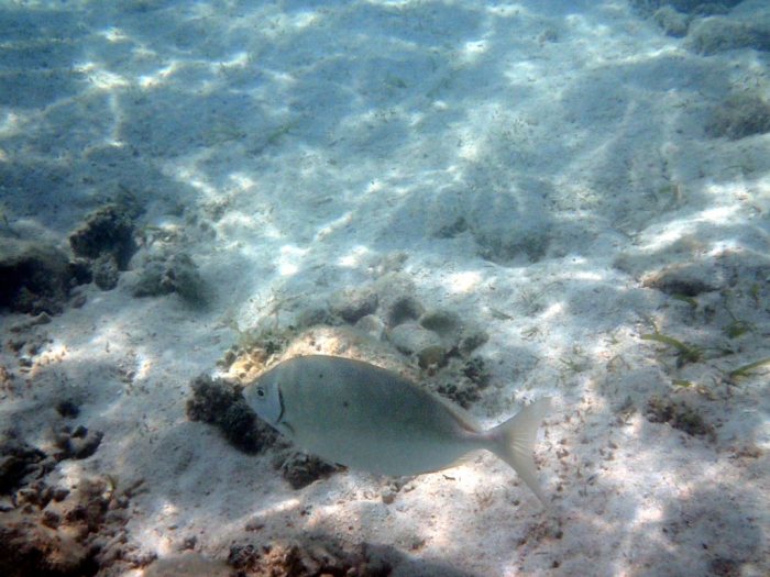 Siganus fuscescens