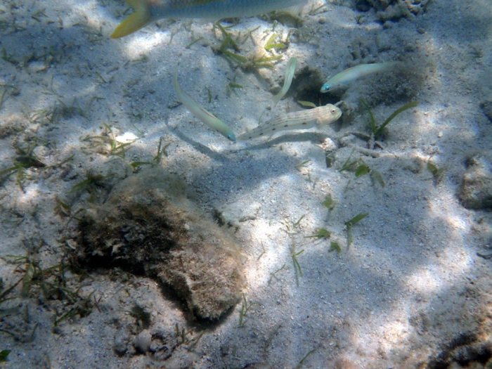 Ptereleotris microlepis
