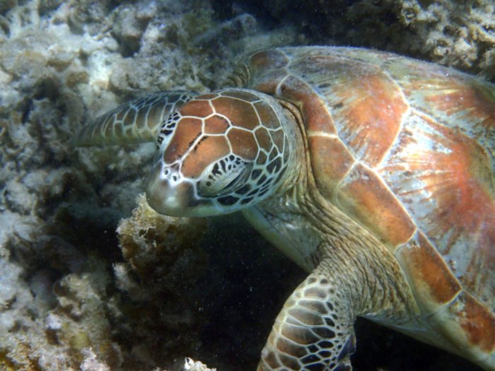 Chelonia mydas (tortue verte)