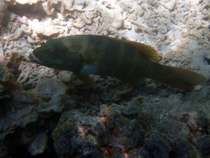 Plectropomus leopardus