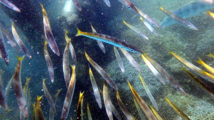 Sphyraena flavicauda