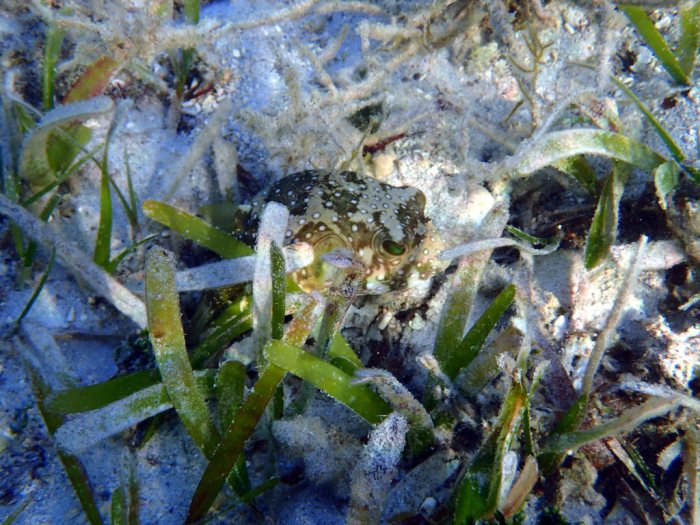 Arothron hispidus