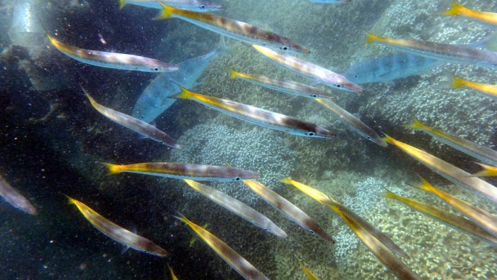 Sphyraena flavicauda