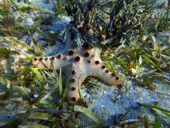 Pentaceraster alveolatus
